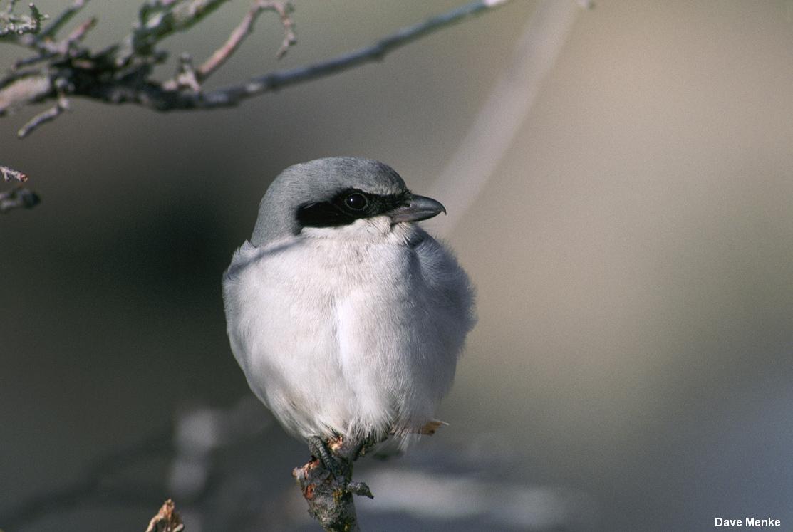 Loggerhead shrike